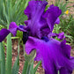 Deep Purple Bearded Iris – 1 Live Fan