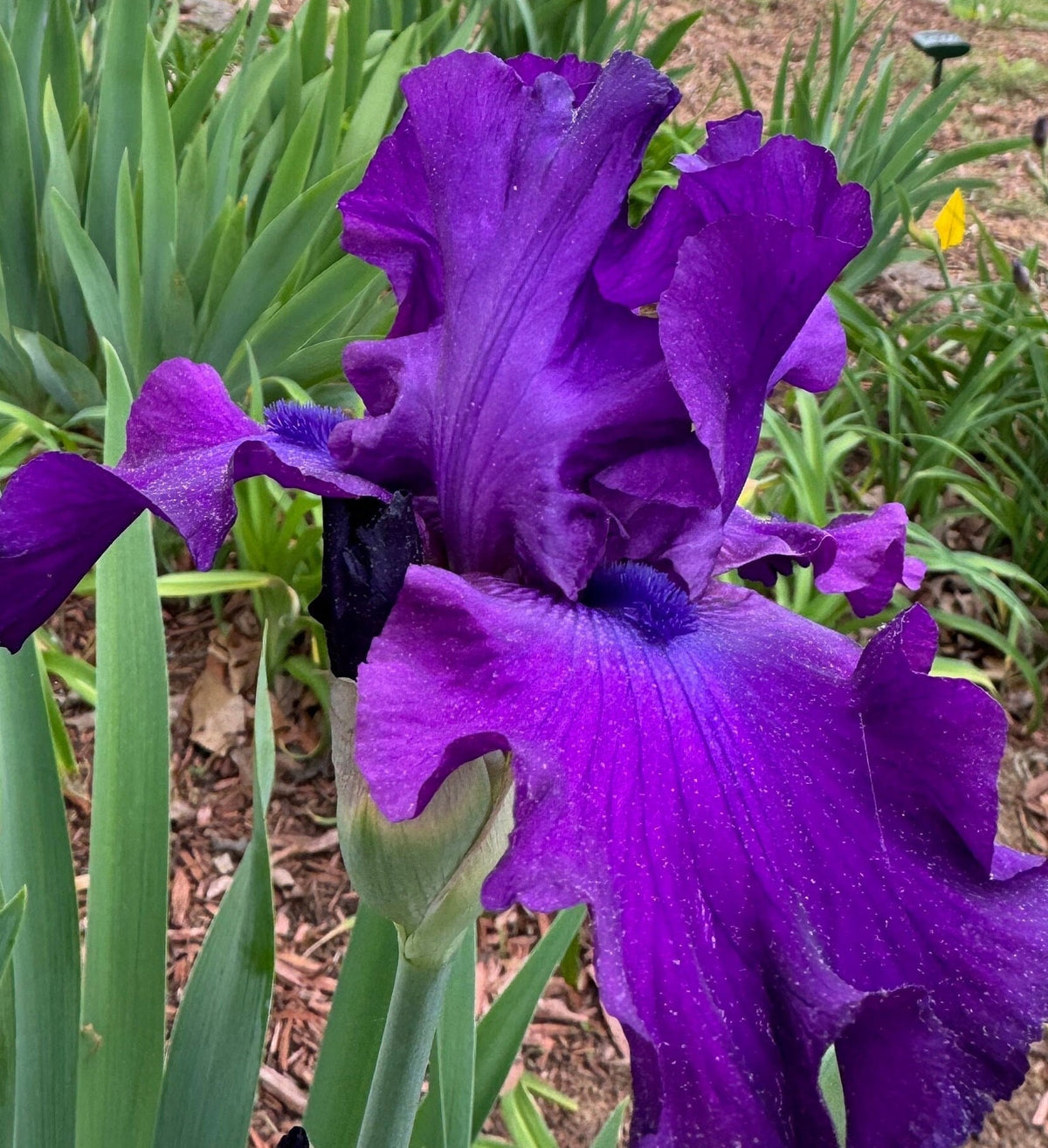 Deep Purple Bearded Iris – 1 Live Fan
