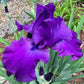 Deep Purple Bearded Iris – 1 Live Fan