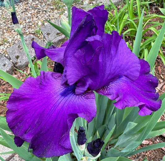Deep Purple Bearded Iris – 1 Live Fan