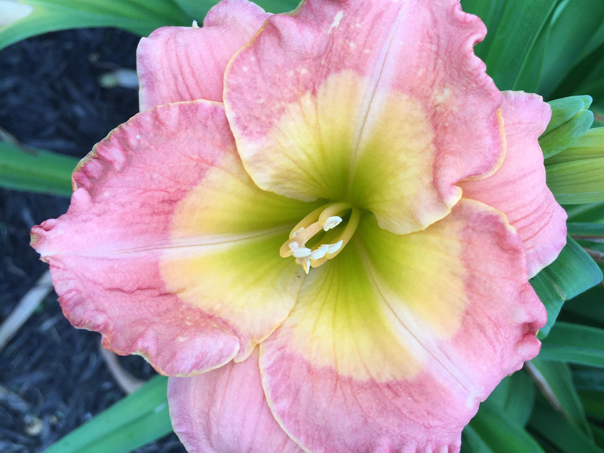 Mixed Hybrid Daylily Seeds – 10 Count | Open-Pollinated Mystery Blooms