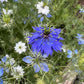 Love-in-a-Mist Mixed Color Seeds | Easy-Care Annual Flower