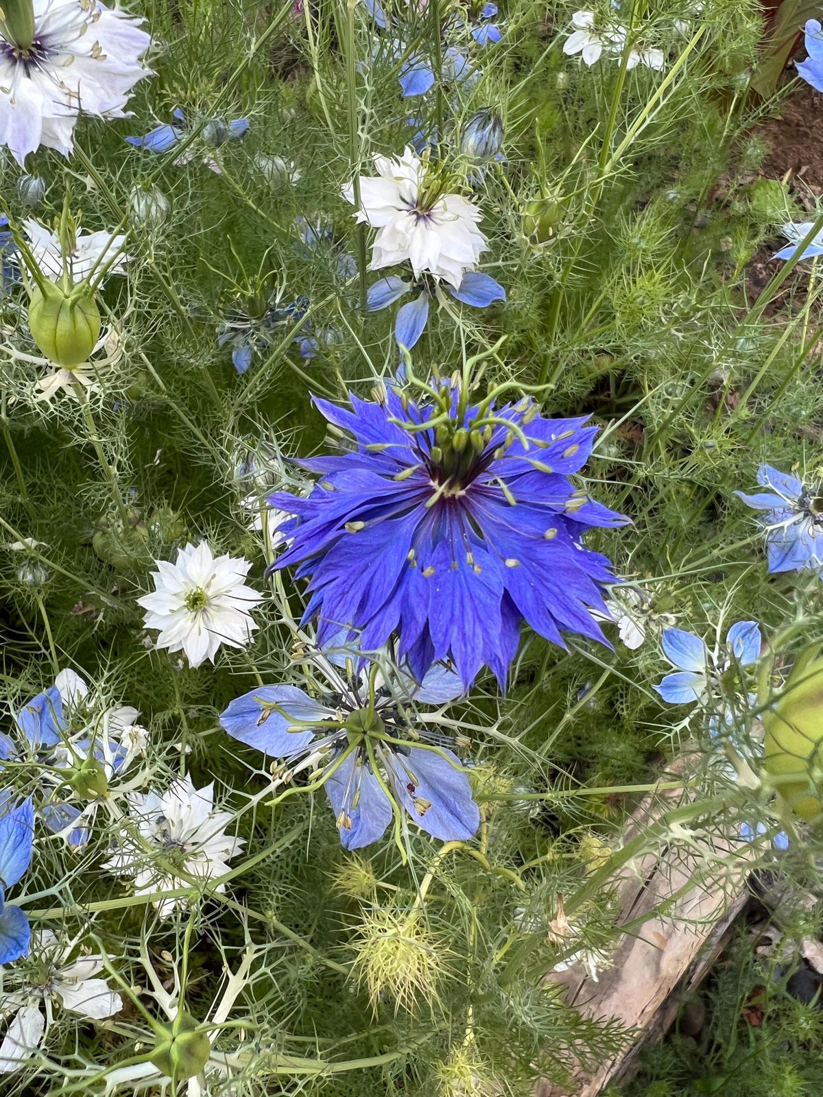 Love-in-a-Mist Mixed Color Seeds | Easy-Care Annual Flower