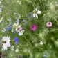 Love-in-a-Mist Mixed Color Seeds | Easy-Care Annual Flower