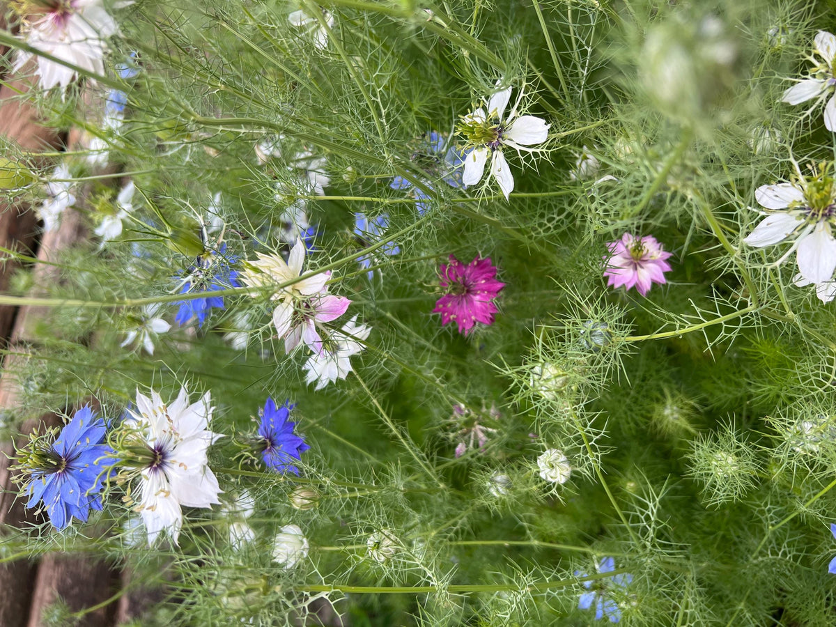 Love-in-a-Mist Mixed Color Seeds | Easy-Care Annual Flower