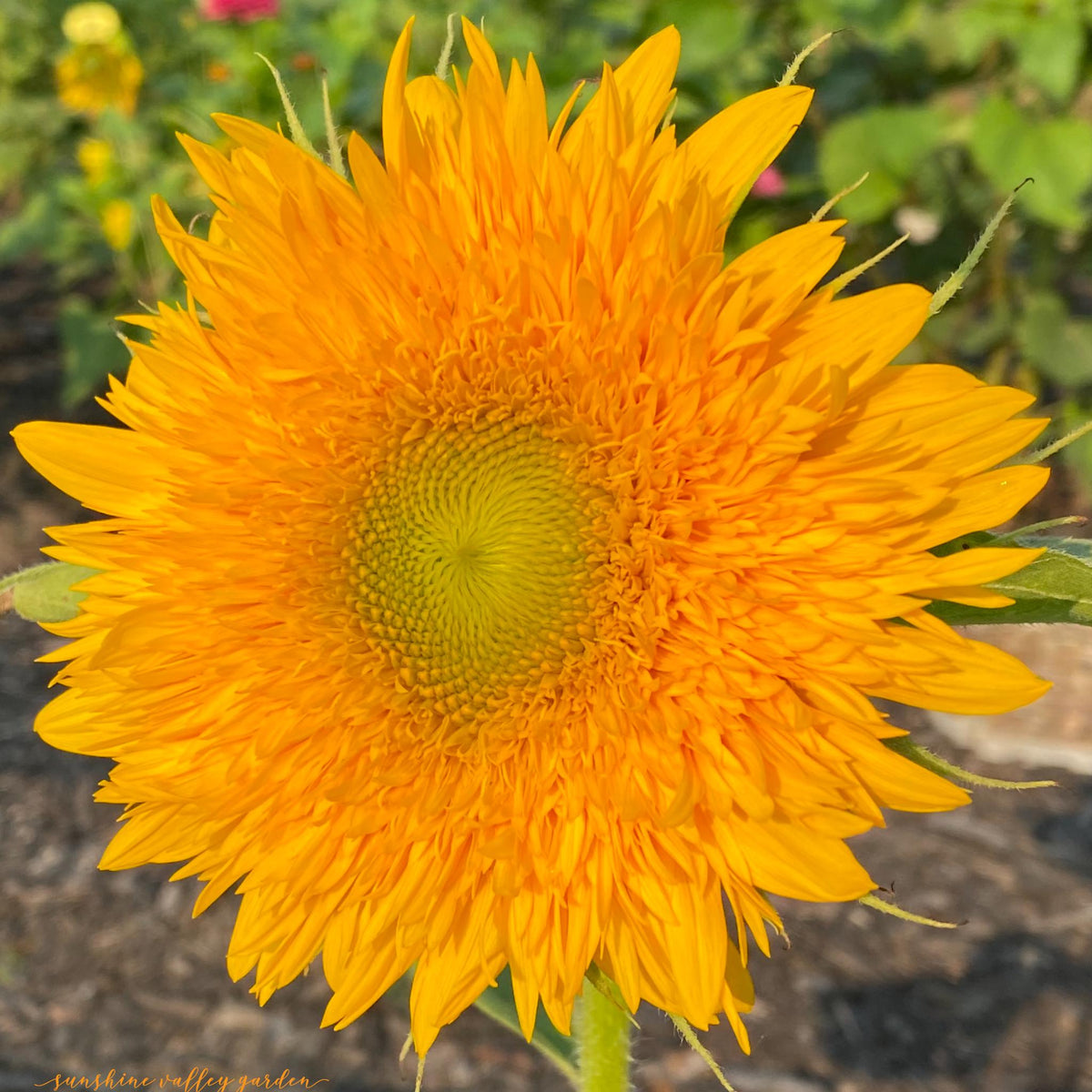 Teddy Bear Sunflower Seeds – 25 Seeds | Dwarf Fluffy Golden Blooms