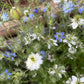 Love-in-a-Mist Mixed Color Seeds | Easy-Care Annual Flower