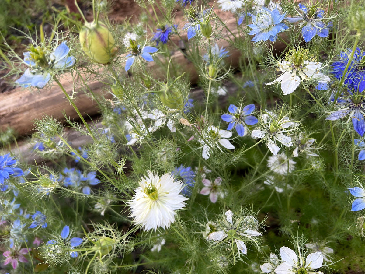 Love-in-a-Mist Mixed Color Seeds | Easy-Care Annual Flower