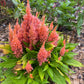 Plume Celosia Cockscomb 100+ Count Color Variety Seed