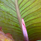 Giant Canna Musifolia Lily Seed Pack