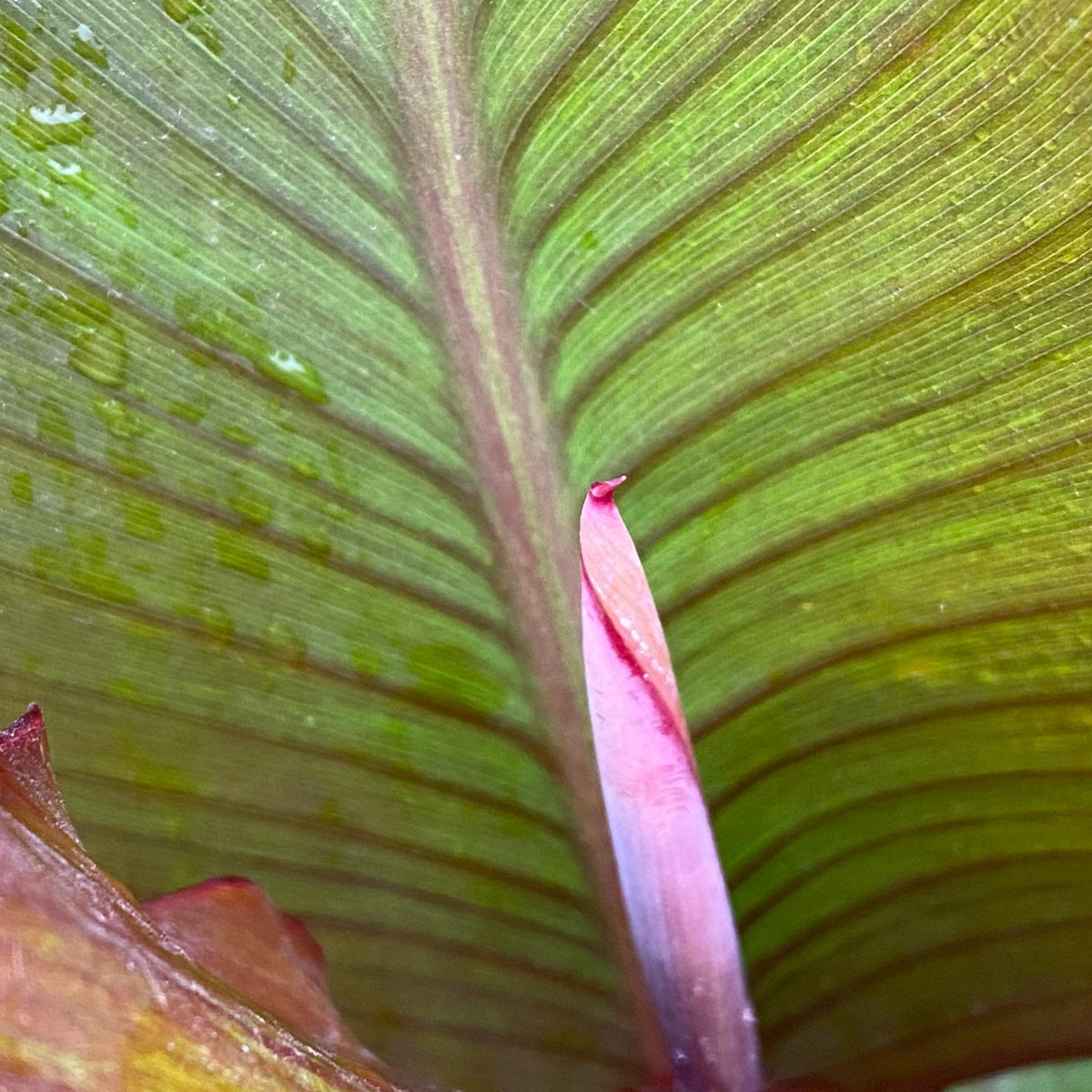 Giant Canna Musifolia Lily Seed Pack