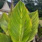 Canna Lily Seed Mix - Diverse Colors in Every Pack