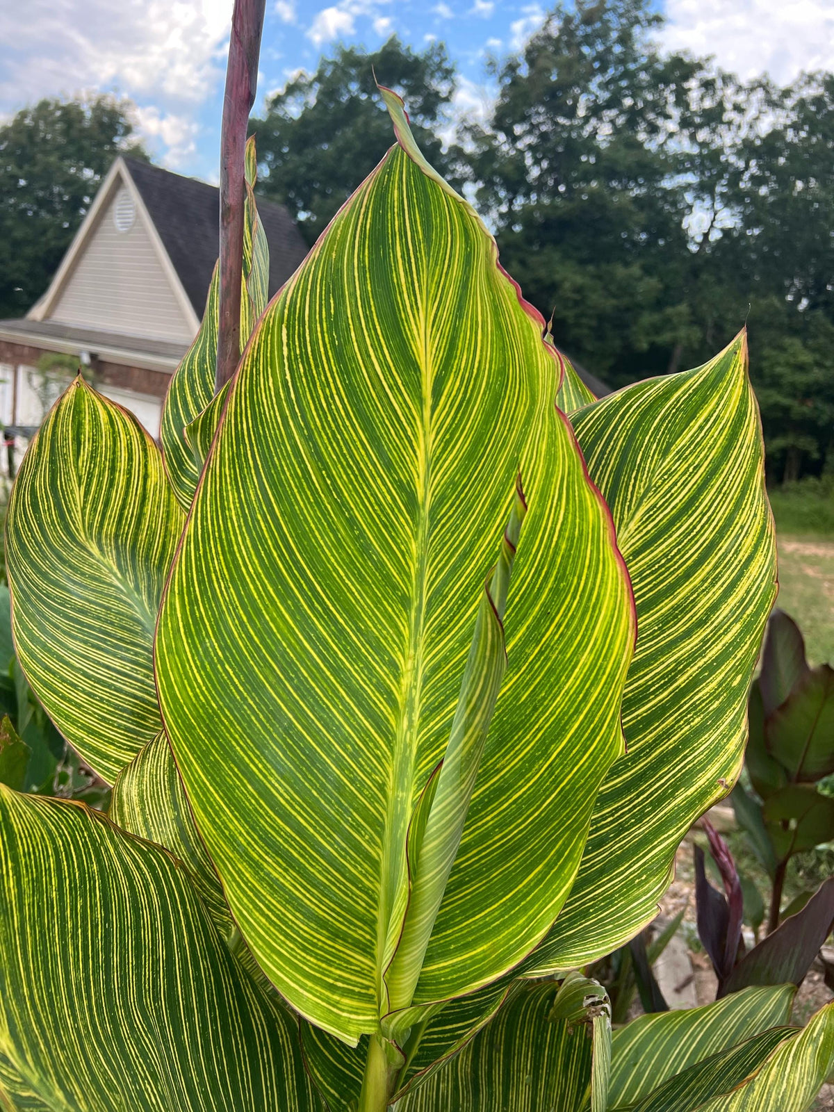 Canna Lily Seed Mix - Diverse Colors in Every Pack