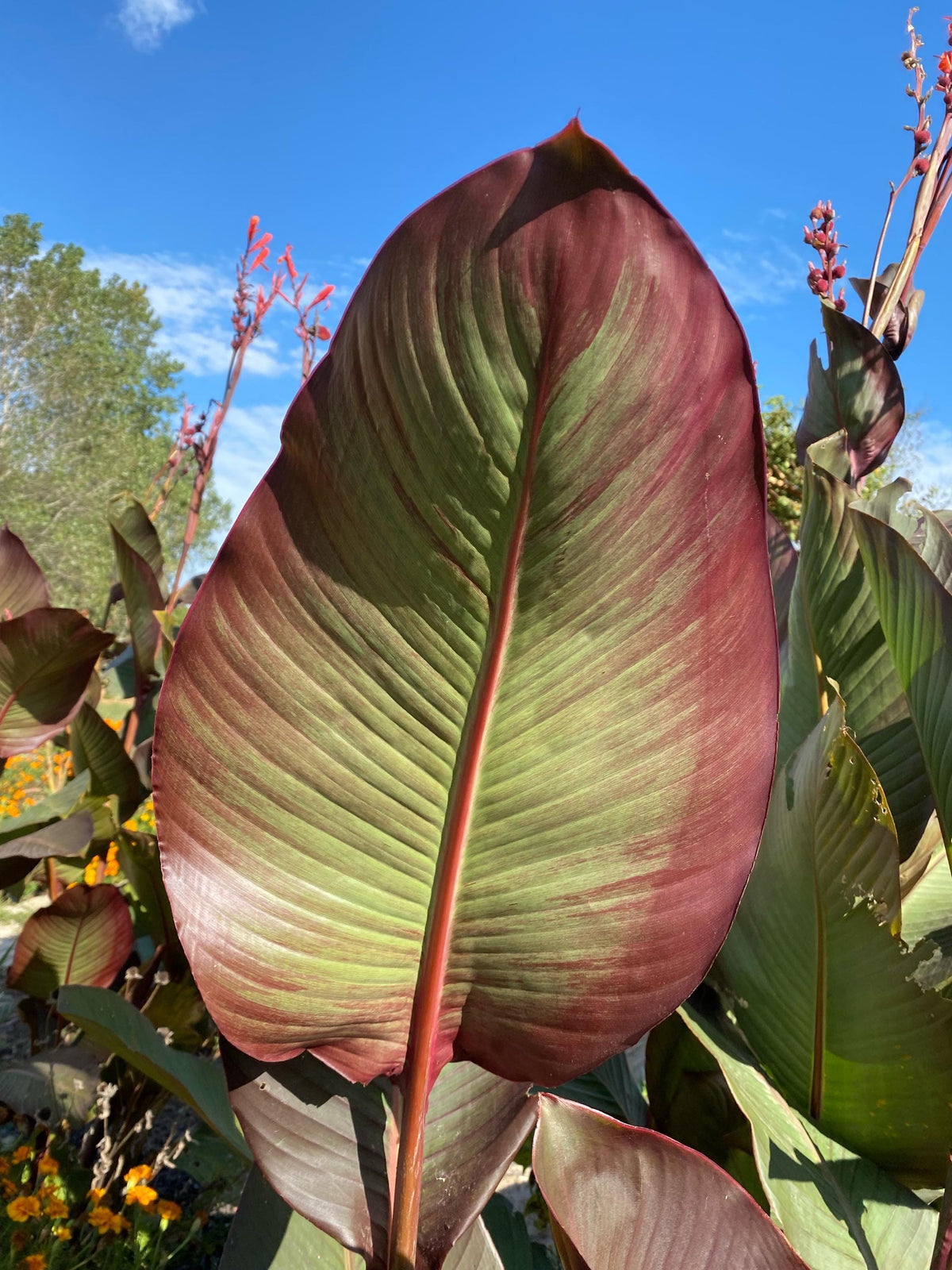 Canna Lily Seed Mix - Diverse Colors in Every Pack