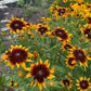 Gloriosa Daisy Seeds | Giant Bi-Color Blooms | Hardy Perennial