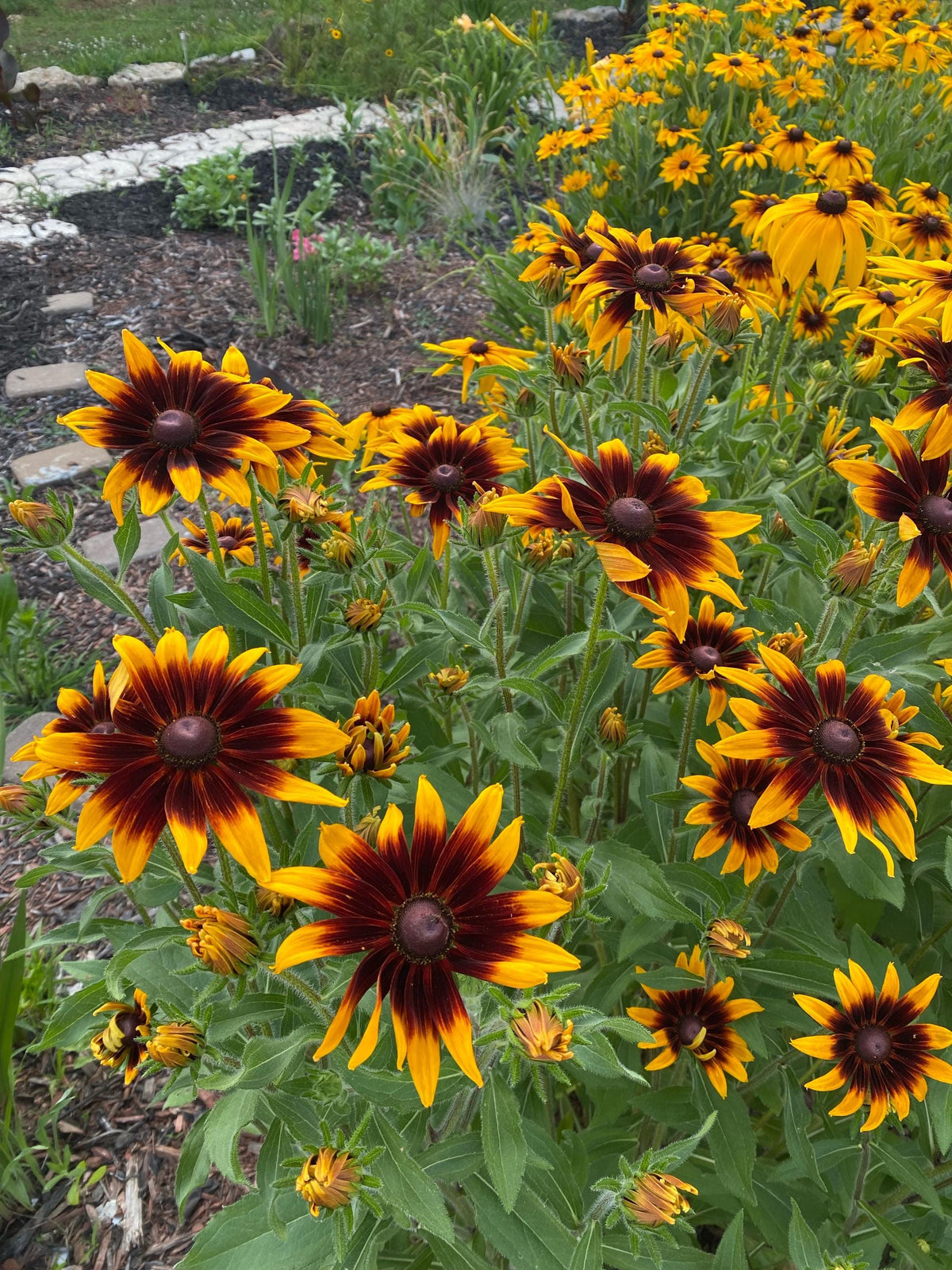 Gloriosa Daisy Seeds | Giant Bi-Color Blooms | Hardy Perennial