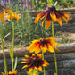 Gloriosa Daisy Seeds | Giant Bi-Color Blooms | Hardy Perennial