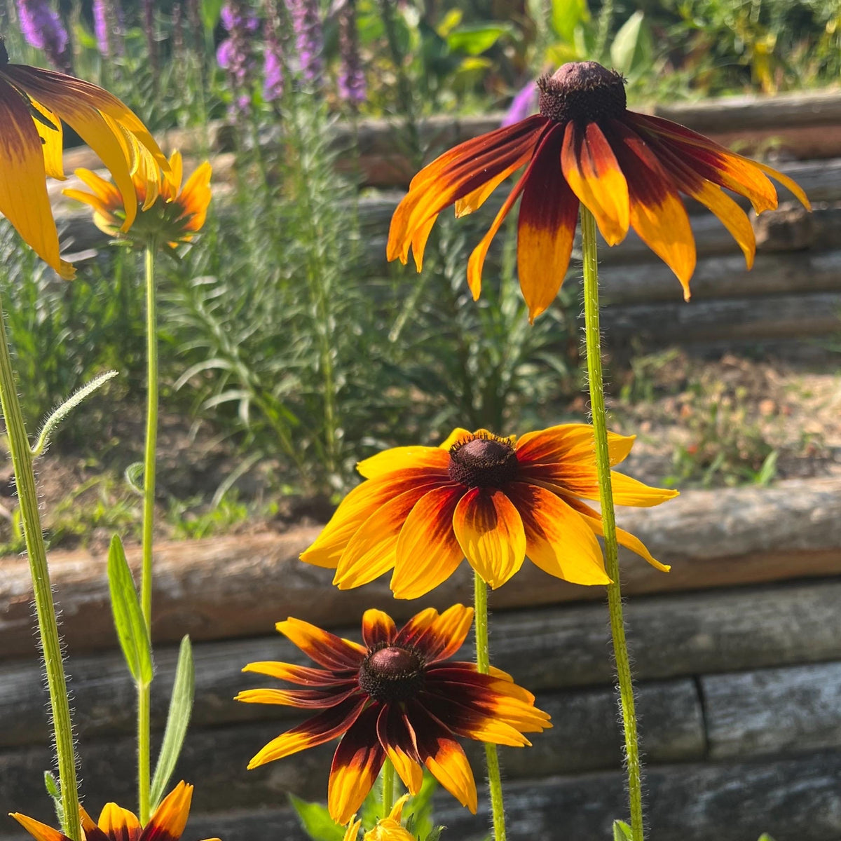 Gloriosa Daisy Seeds | Giant Bi-Color Blooms | Hardy Perennial