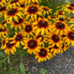 Gloriosa Daisy Seeds | Giant Bi-Color Blooms | Hardy Perennial