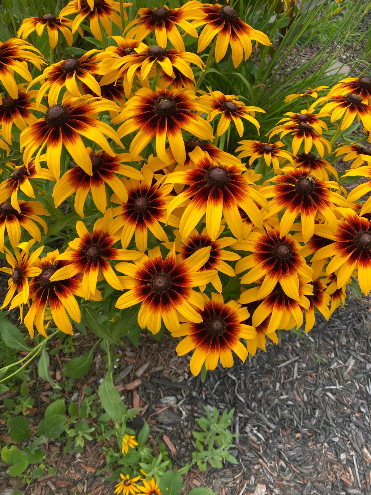 Gloriosa Daisy Seeds | Giant Bi-Color Blooms | Hardy Perennial