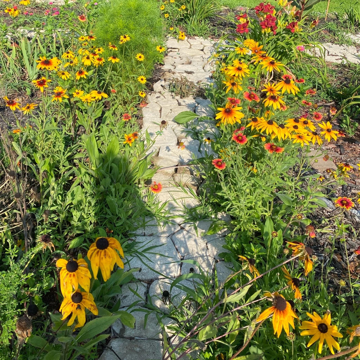 Gloriosa Daisy Seeds | Giant Bi-Color Blooms | Hardy Perennial