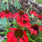 Coneflower Seeds – 25 Mixed Color Seeds | Hardy Perennial | Heat, Drought & Deer Resistant