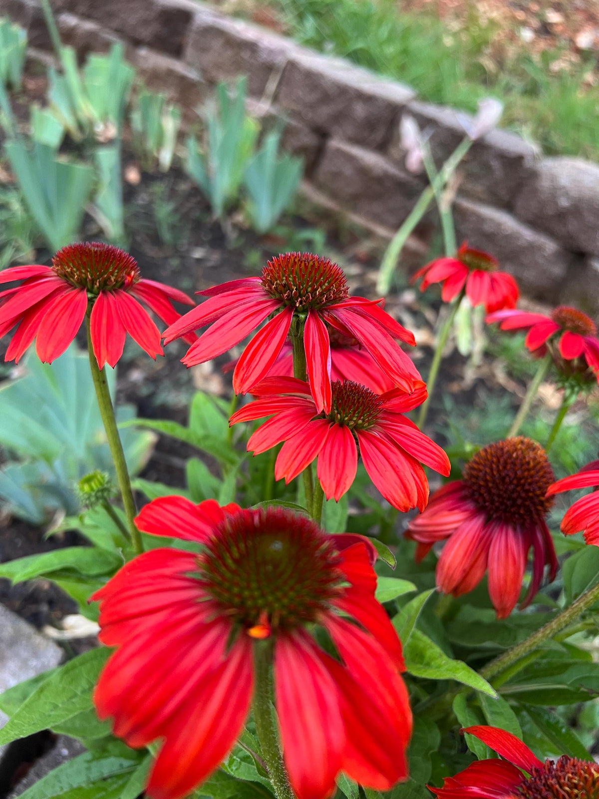 Coneflower Seeds – 25 Mixed Color Seeds | Hardy Perennial | Heat, Drought & Deer Resistant
