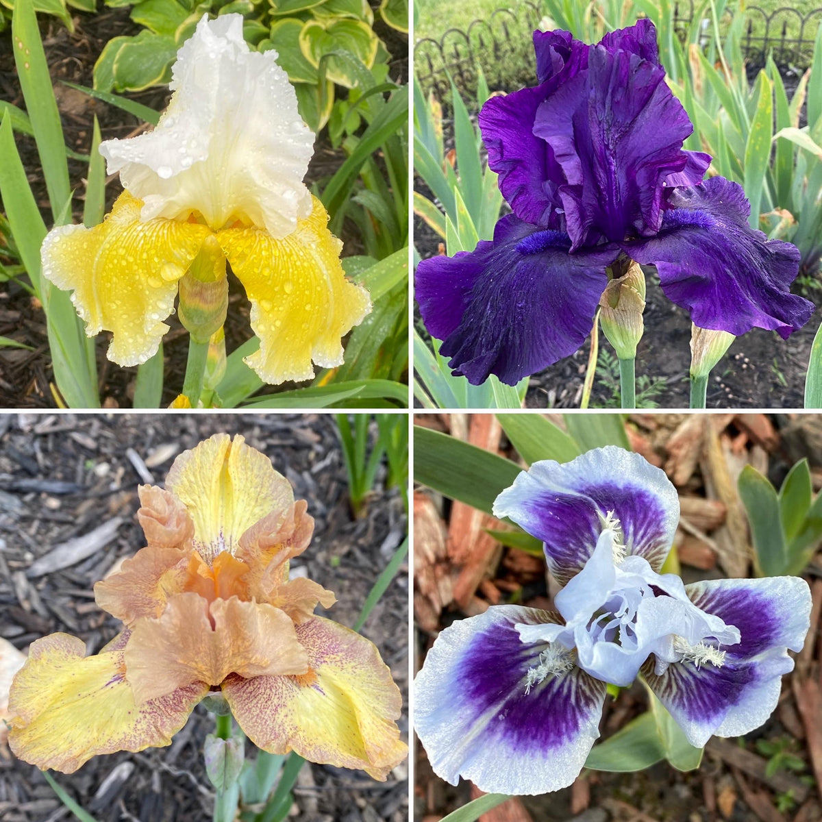Bearded Iris Fan Mix | 2, 4, or 8 Plant Packs | Surprise Color Blend