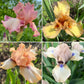 Bearded Iris Fan Mix | 2, 4, or 8 Plant Packs | Surprise Color Blend