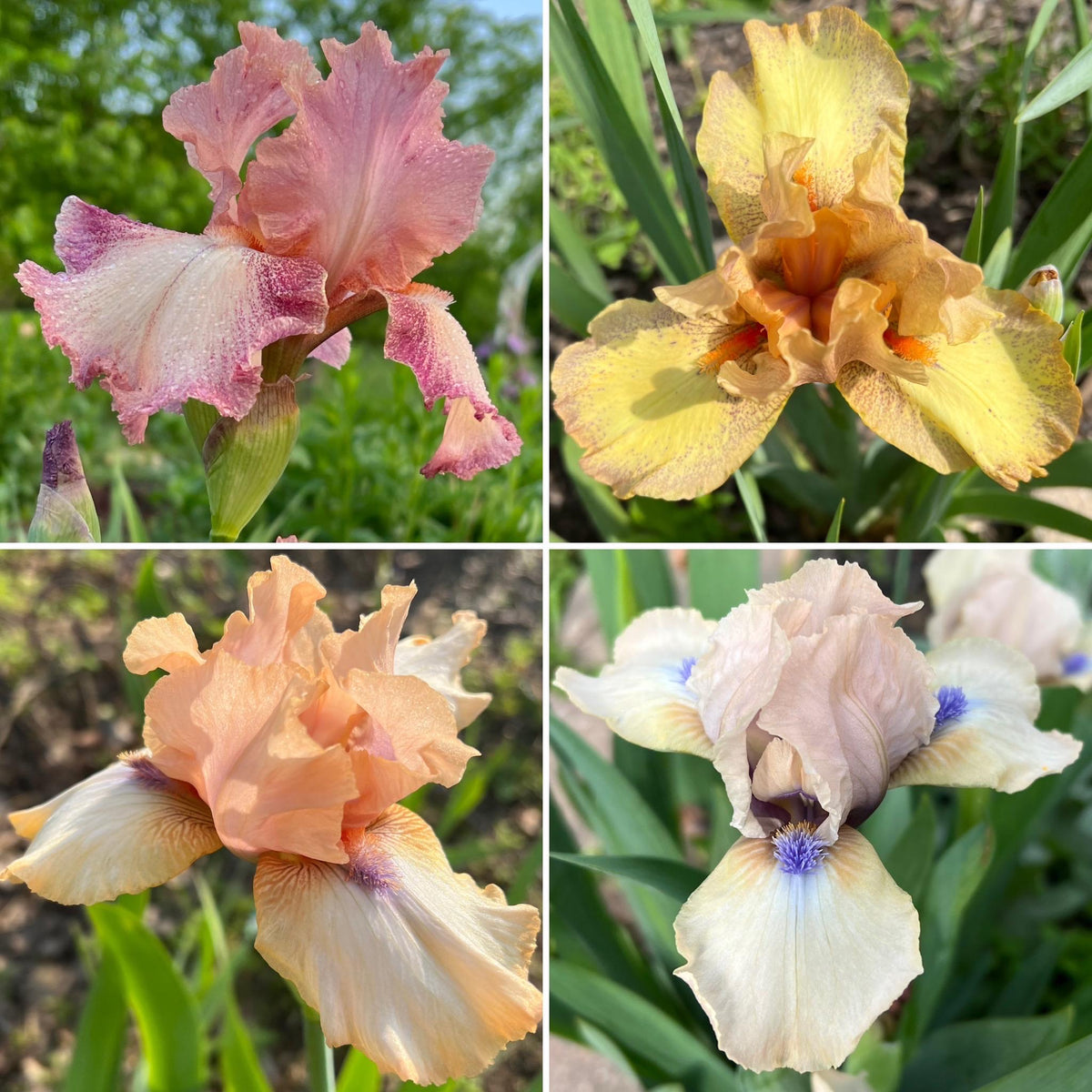 Bearded Iris Fan Mix | 2, 4, or 8 Plant Packs | Surprise Color Blend