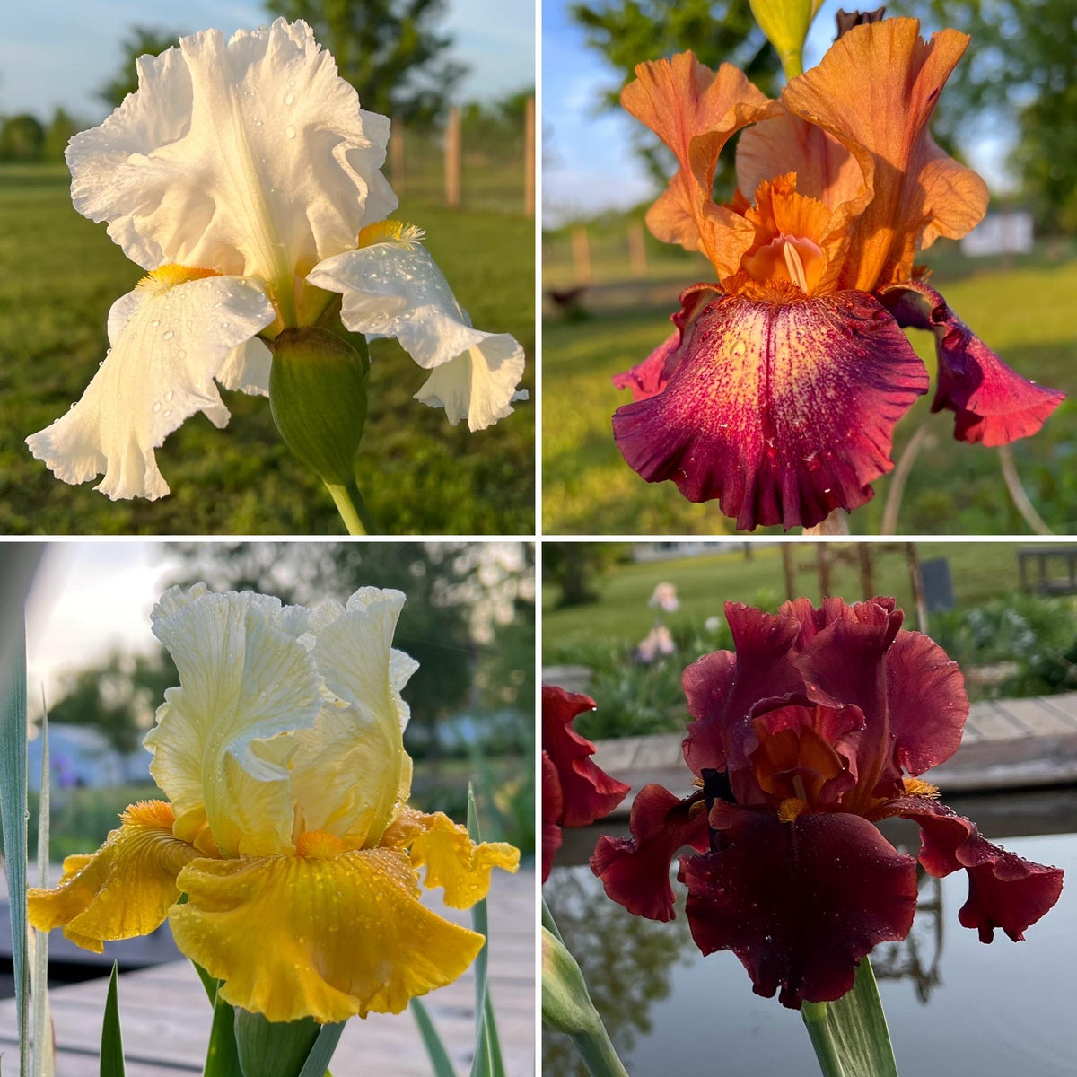 Bearded Iris Fan Mix | 2, 4, or 8 Plant Packs | Surprise Color Blend