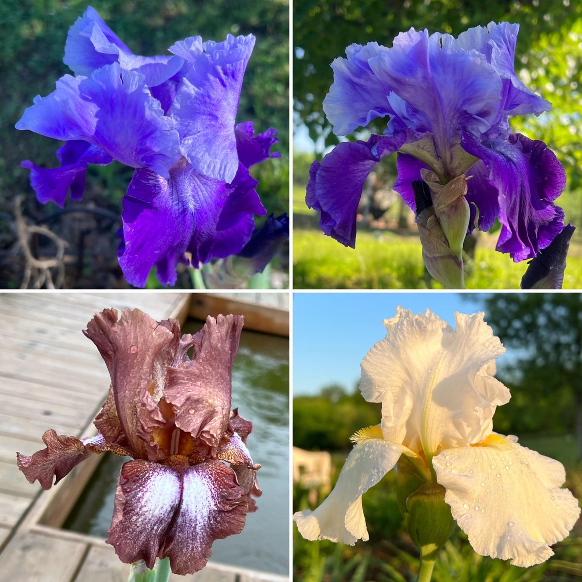 Bearded Iris Fan Mix | 2, 4, or 8 Plant Packs | Surprise Color Blend