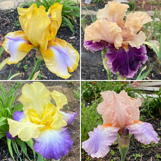 Bearded Iris Fan Mix | 2, 4, or 8 Plant Packs | Surprise Color Blend