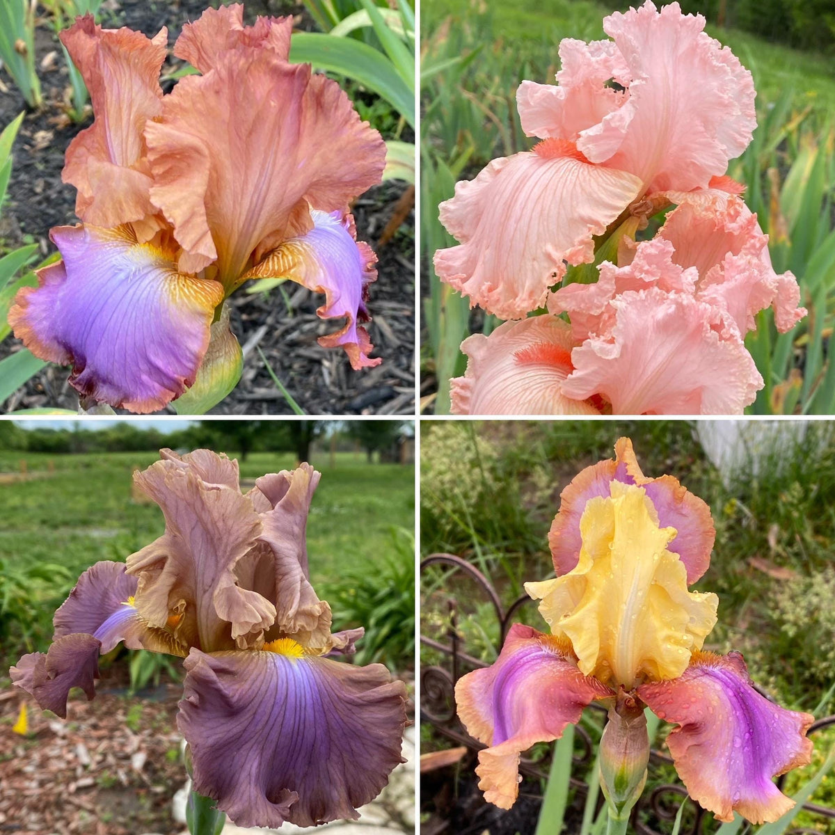 Bearded Iris Fan Mix | 2, 4, or 8 Plant Packs | Surprise Color Blend
