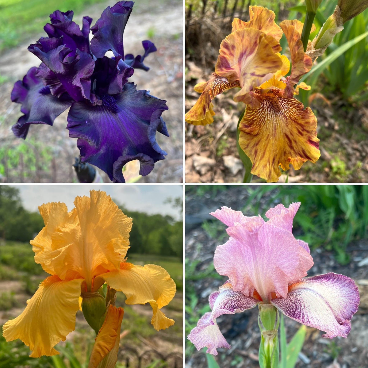 Bearded Iris Fan Mix | 2, 4, or 8 Plant Packs | Surprise Color Blend