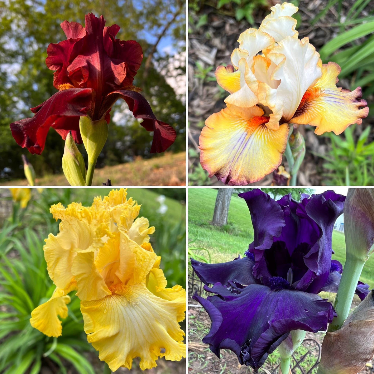Bearded Iris Fan Mix | 2, 4, or 8 Plant Packs | Surprise Color Blend
