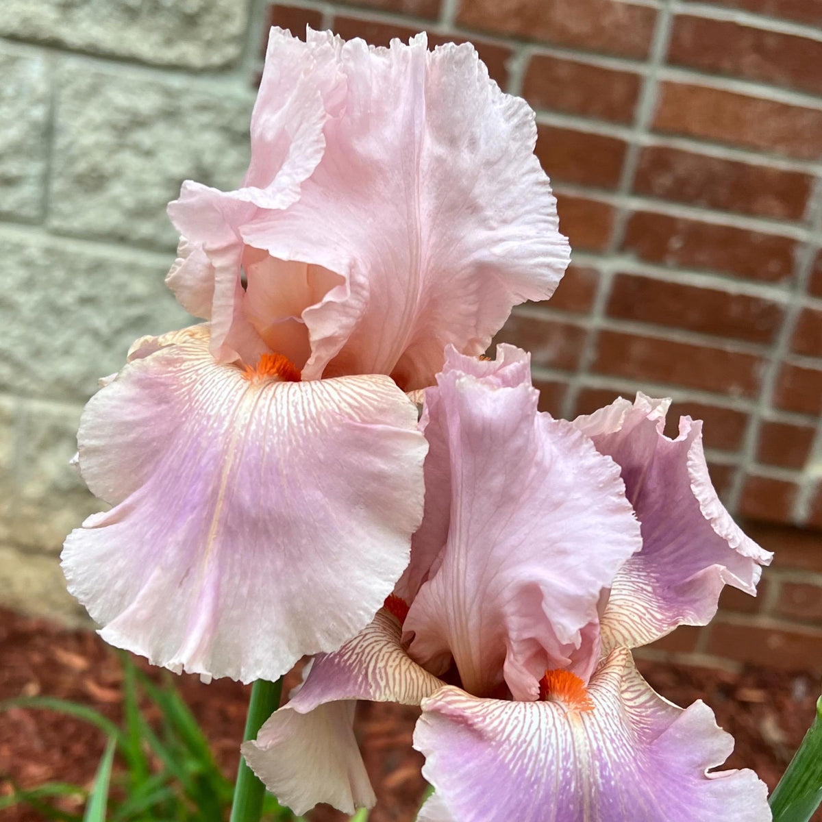 Blush Pink & Lavender Bearded Iris – 1 Live Fan