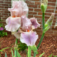 Blush Pink & Lavender Bearded Iris – 1 Live Fan