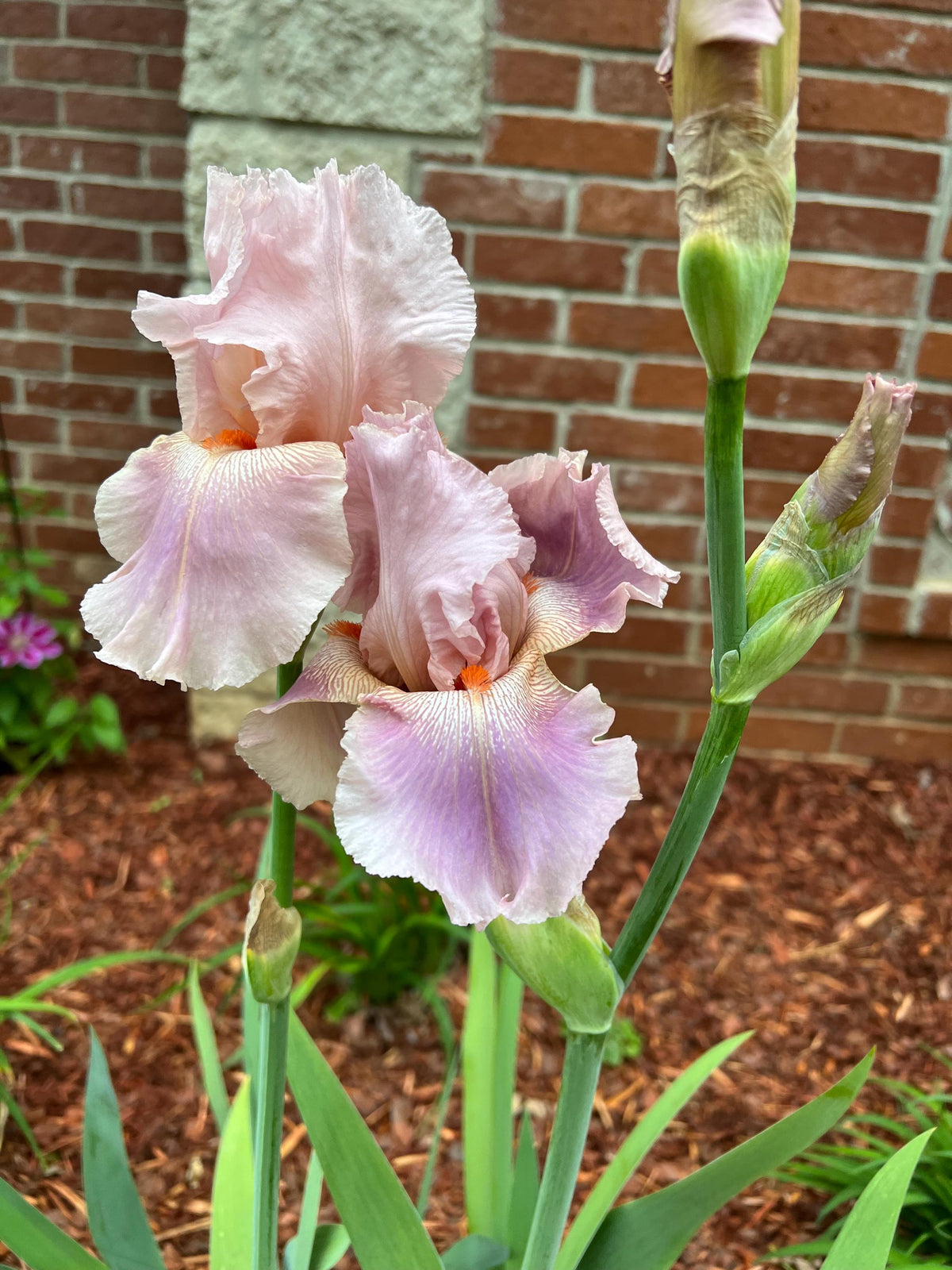 Blush Pink & Lavender Bearded Iris – 1 Live Fan