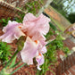Blush Pink & Lavender Bearded Iris – 1 Live Fan