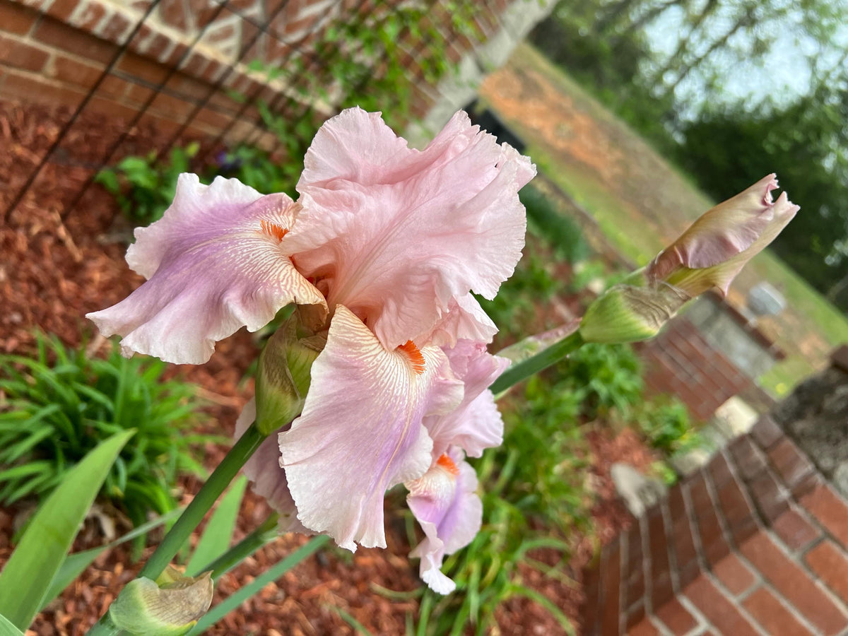 Blush Pink & Lavender Bearded Iris – 1 Live Fan