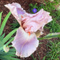 Blush Pink & Lavender Bearded Iris – 1 Live Fan