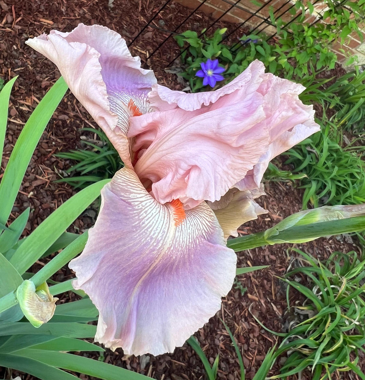 Blush Pink & Lavender Bearded Iris – 1 Live Fan