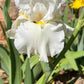 Bearded Iris Live Plant 1 Fan