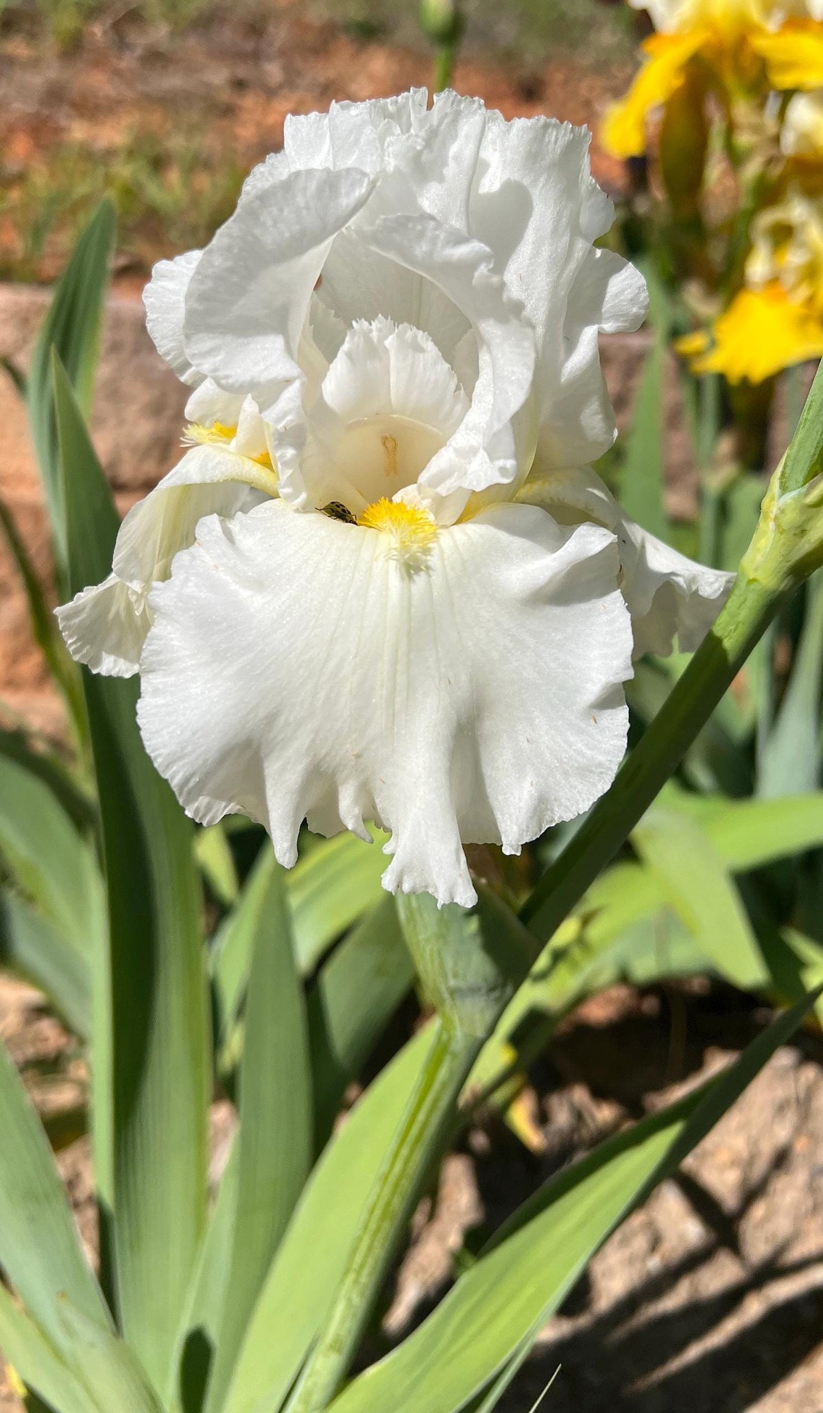 Bearded Iris Live Plant 1 Fan