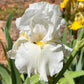 Bearded Iris Live Plant 1 Fan