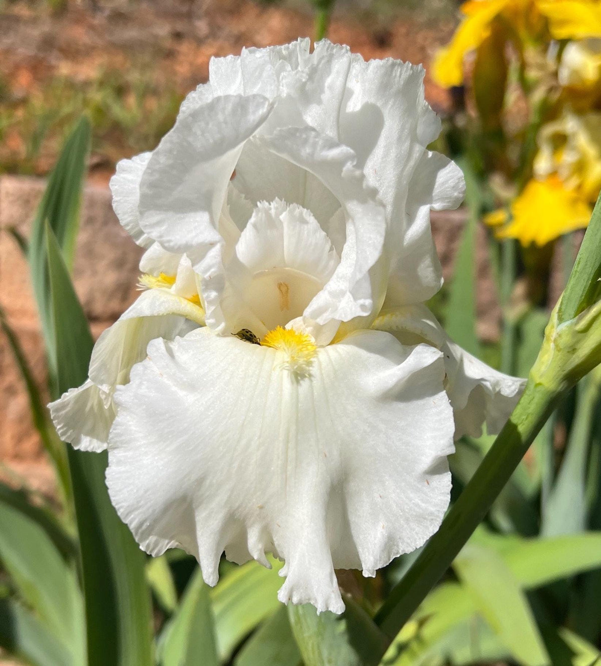 Bearded Iris Live Plant 1 Fan