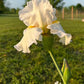 Bearded Iris Live Plant 1 Fan