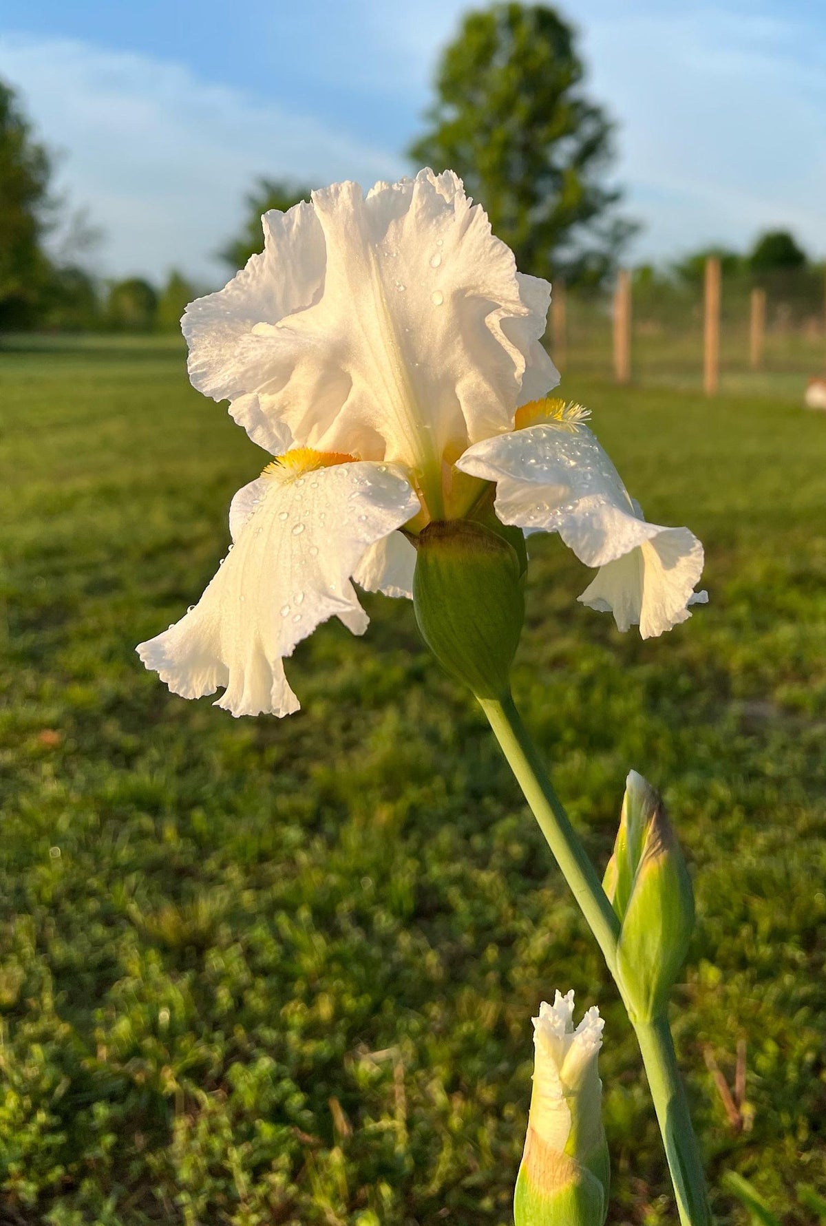 Bearded Iris Live Plant 1 Fan