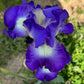 Bearded Iris Live Plant Fan